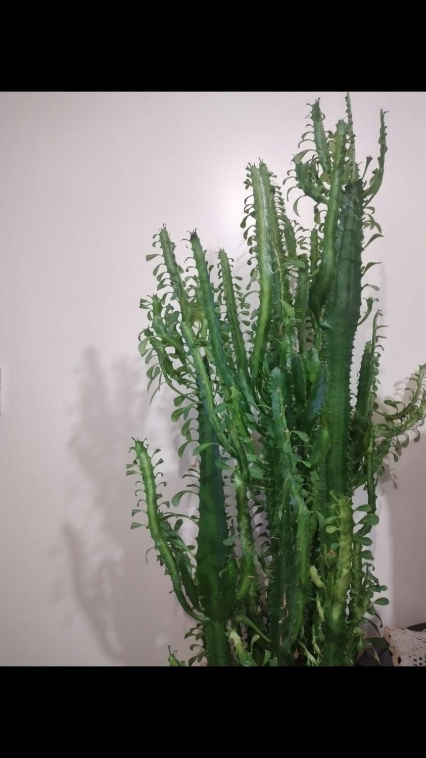 گل کاکتوس|گل و گیاه طبیعی|شهرکرد, |دیوار