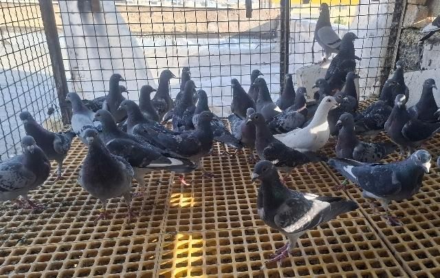 ۲۰ جفت کبوتر پلاکی مسافتی به شرط|پرنده|شیراز, دشت چنار|دیوار