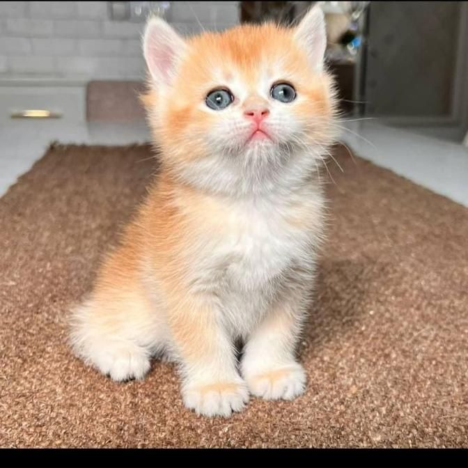 بچه گربه های همه نوع نژاد iran cats|گربه|ساری, |دیوار