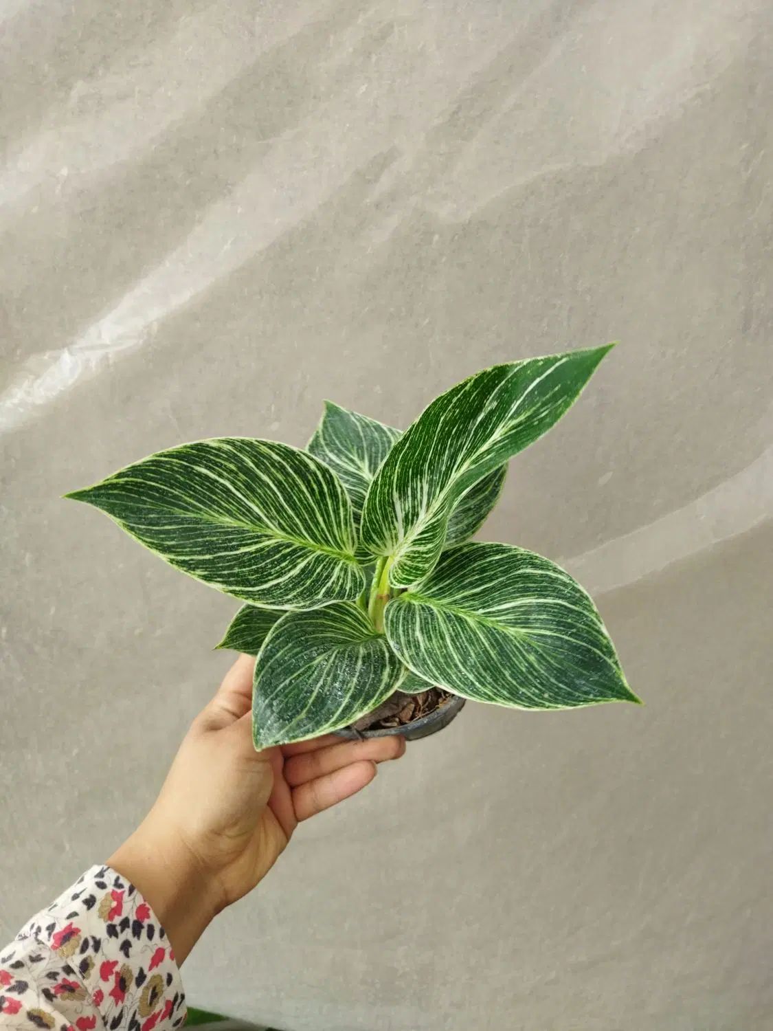 ۷مدل فیلودندرون برکین بلک رشته ای کنگره چماقی|گل و گیاه طبیعی|مرودشت, استادیوم‎|دیوار