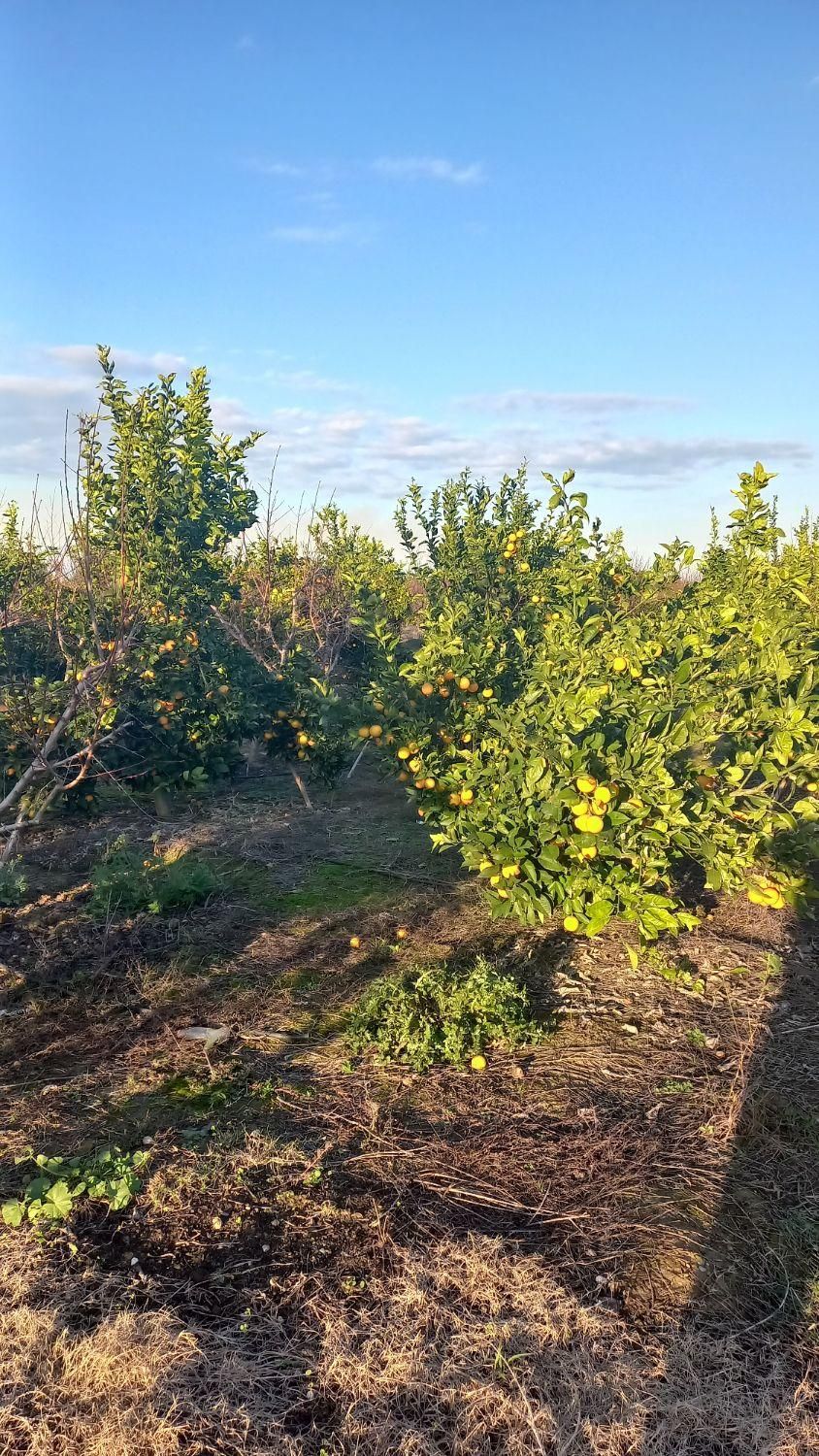 زمین باغی ۲۸۰۰متر واقع در طبقده|فروش زمین و ملک کلنگی|طبقده, |دیوار