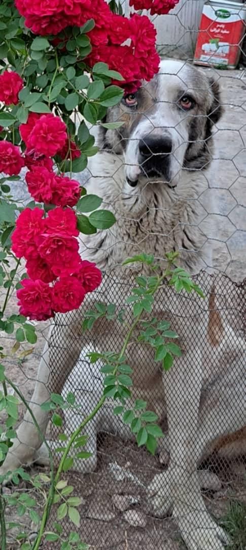 سگ نر الابای|سگ|علی‌آباد کتول, |دیوار