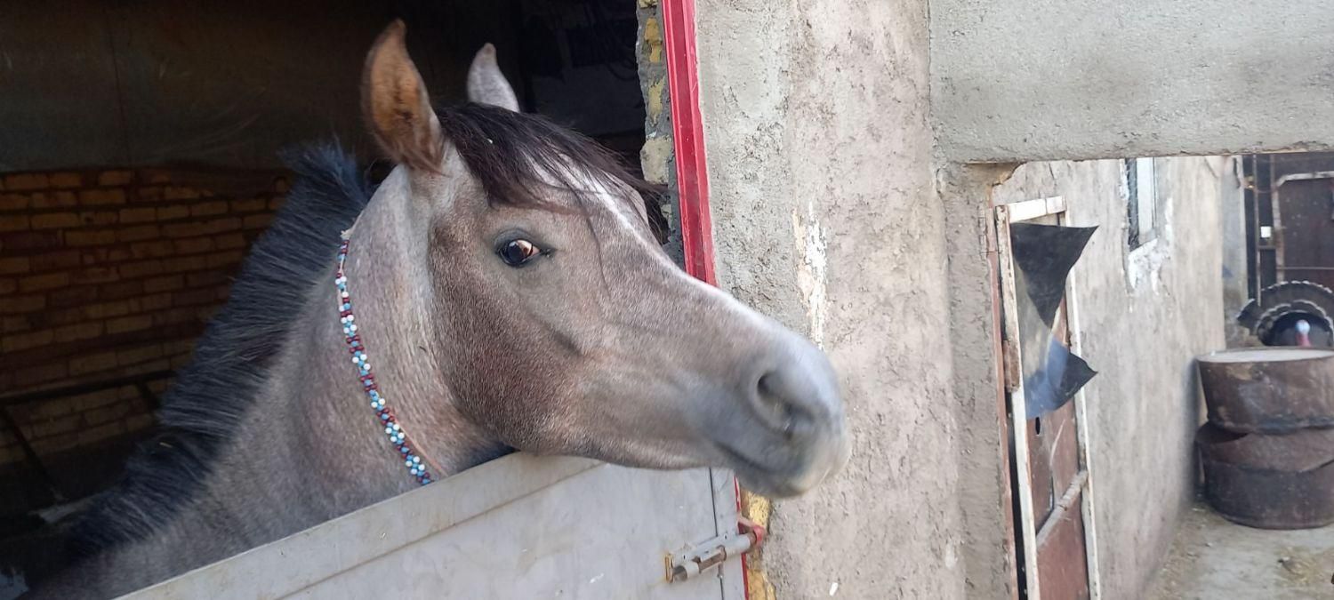 اسب عرب مصری نریون دوساله|اسب و تجهیزات اسبسواری|قزوین, |دیوار