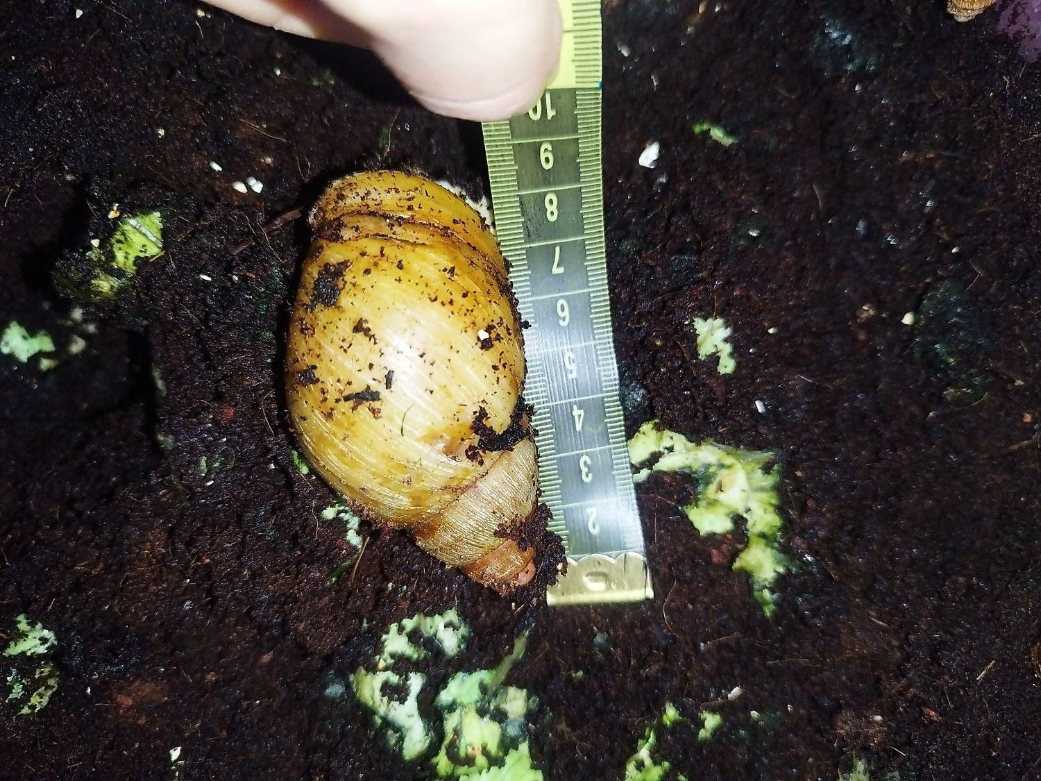 فروش حلزون بزرگ|خزنده|ارومیه, |دیوار