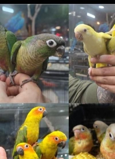 پرنده فروشی|پرنده|هشتگرد, هشتگرد قدیم|دیوار