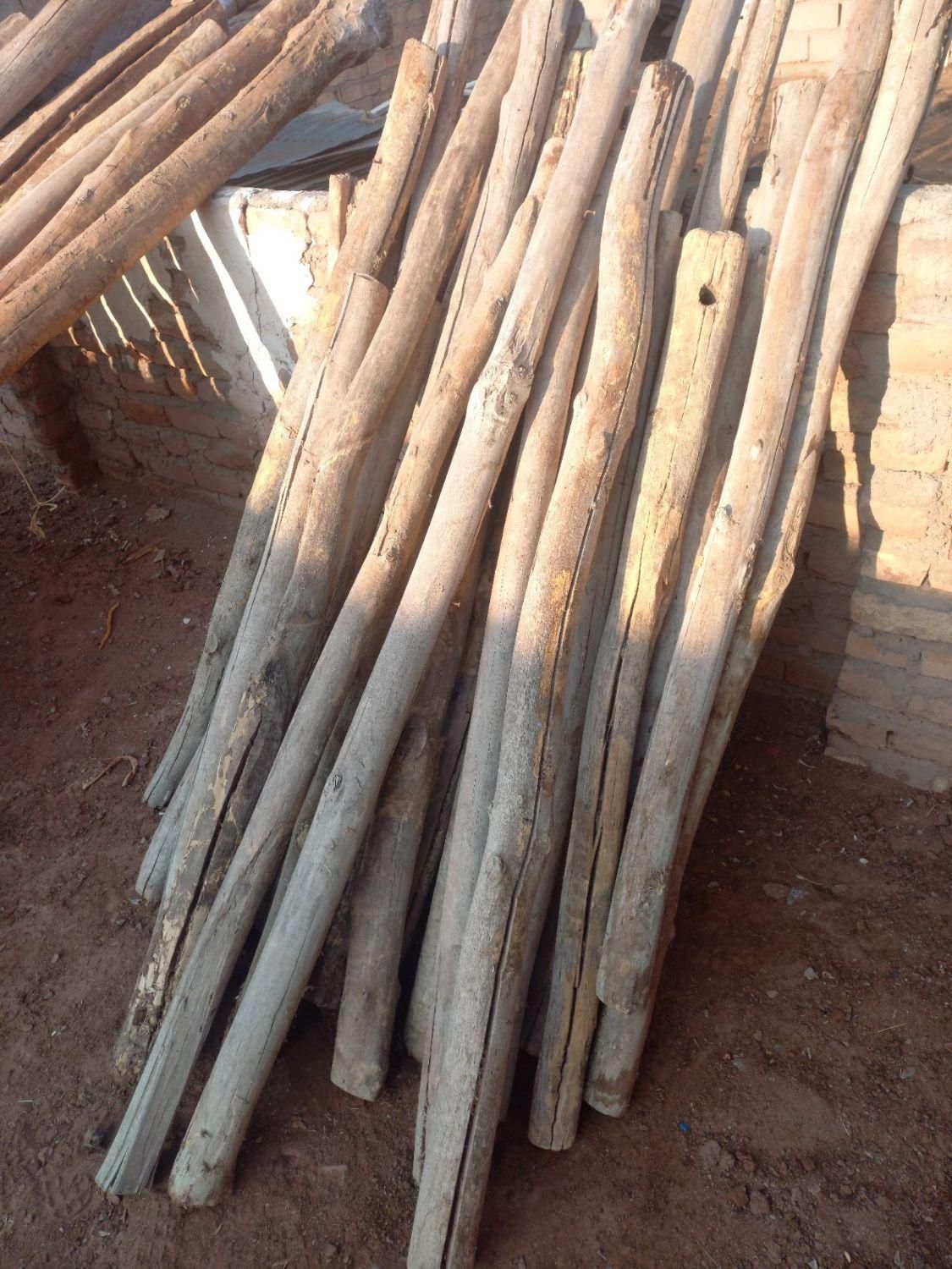 خریدچوب وکنده درخت وچوب سقفی و ریشه|خدمات باغبانی و درختکاری|نیشابور, باغرود|دیوار