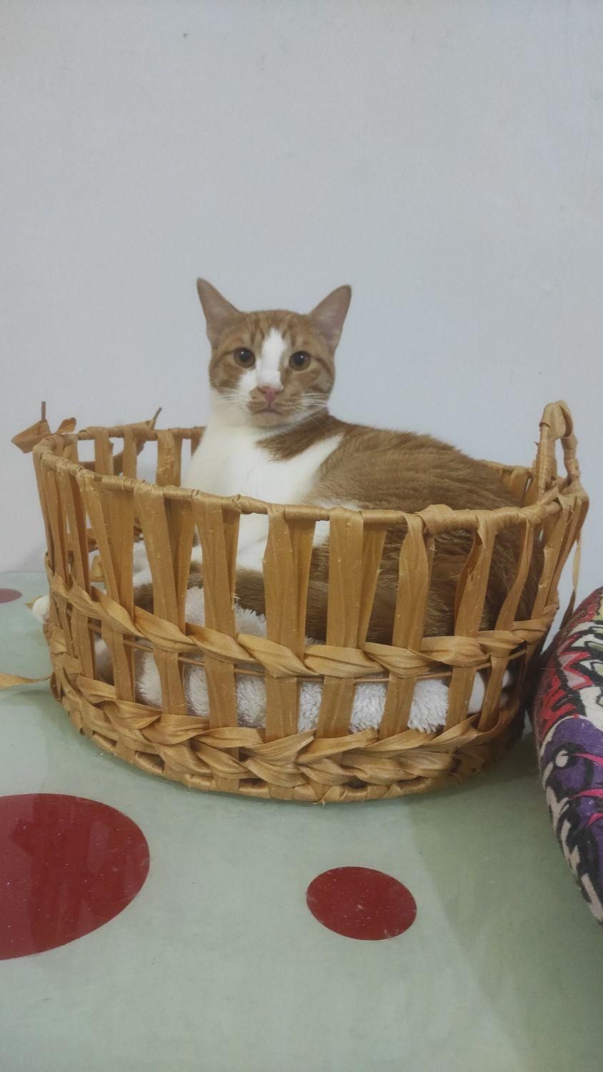 پانسیون تخصصی نگهداری گربه|لوازم جانبی حیوانات|بندرعباس, |دیوار