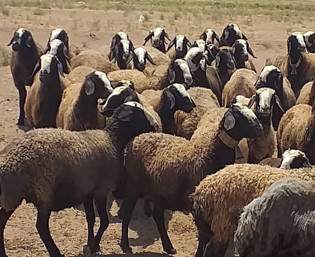 خواف ارسال میگردد میش 2 بره زا گوسفند شالی ژَن|حراج|خواف, |دیوار