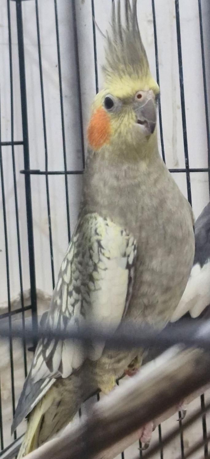 عروس گلباقالی ماده|پرنده|رشت, معلولین|دیوار