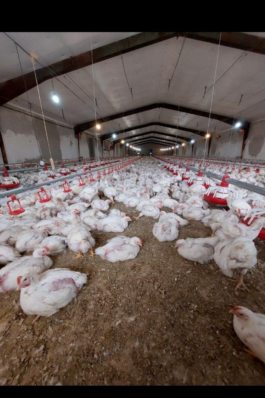 کود مرغی گوشتی|خدمات باغبانی و درختکاری|ازنا, |دیوار