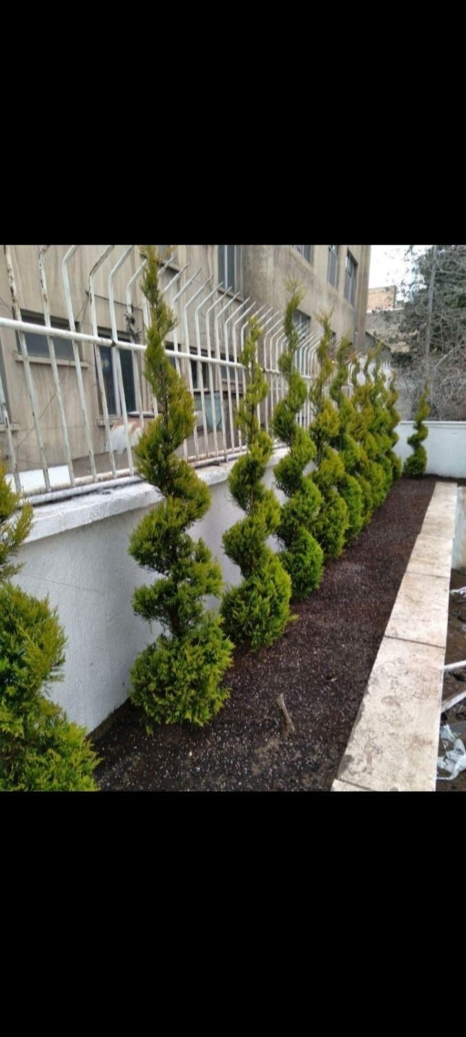 باغبانی،کاشت گل وگیاه ونهال وطراحی باغ و ویلا|خدمات باغبانی و درختکاری|مشهد, توس (بلوار توس)|دیوار