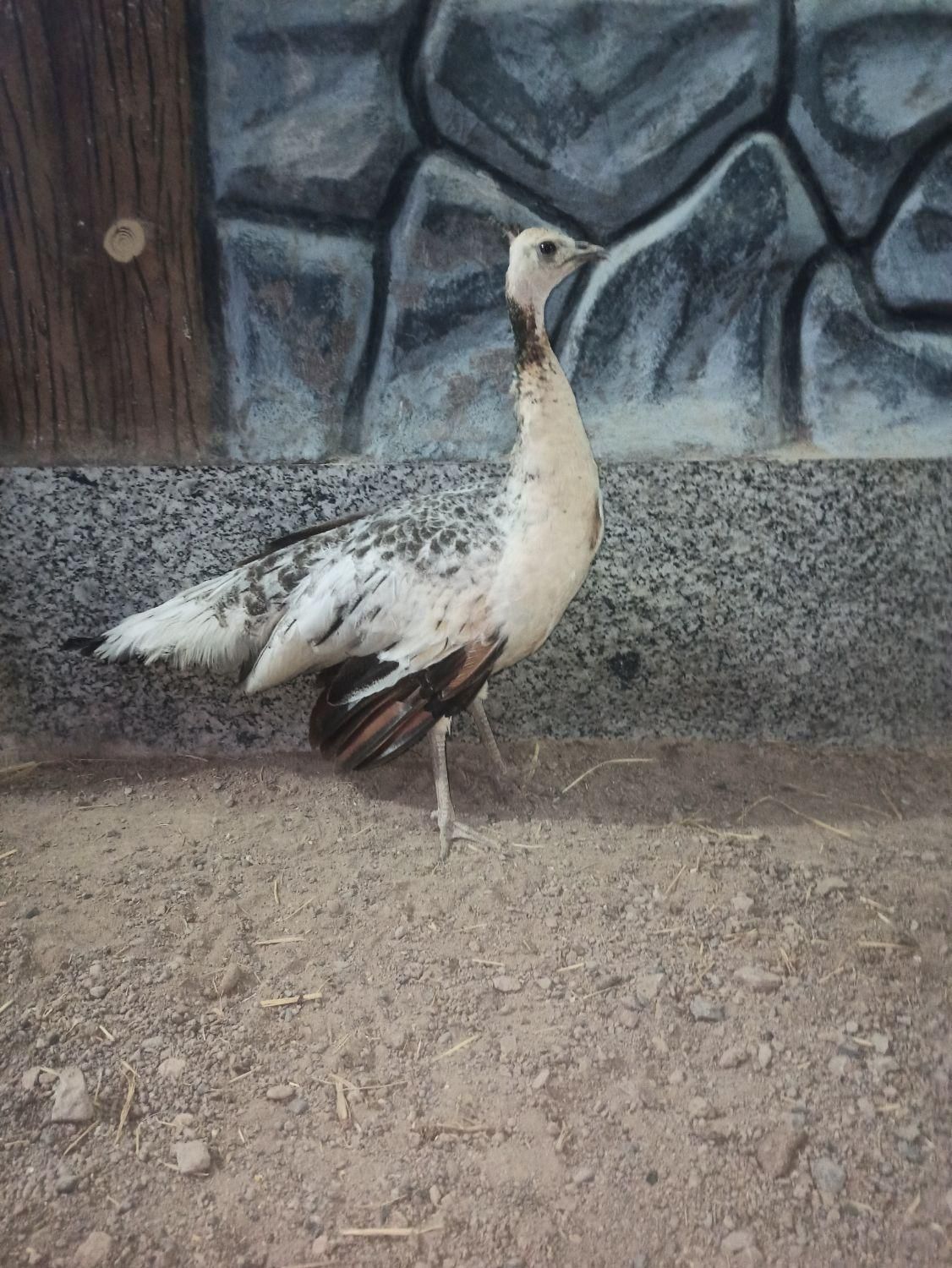 فروش طاووس|پرنده|مبارکه, |دیوار