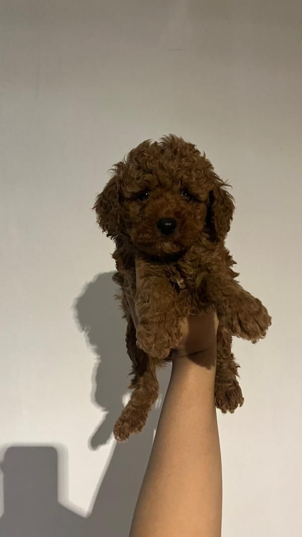 تاینی توی پودل و پودل وارداتی|سگ|تهران, فرحزاد|دیوار