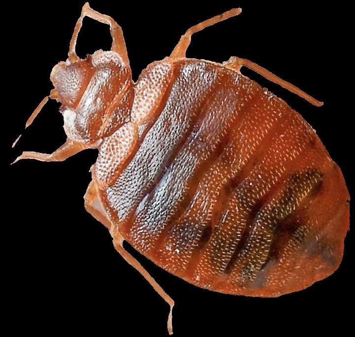 سمپاشی سوسک کابینتی ساس موش سم‌پاشی مورچه|خدمات نظافت|چابهار, |دیوار