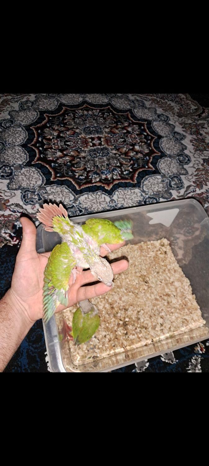 گرینچیک سرلاکی گرینچیک جفت مولد|پرنده|اهواز, کوی رمضان|دیوار