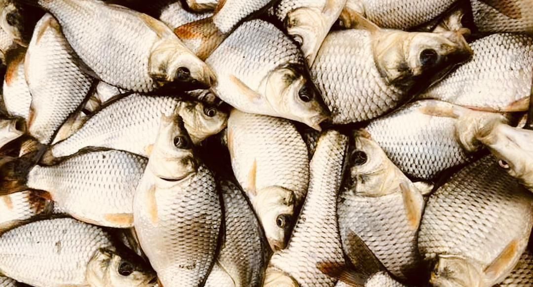 بچه ماهی آمور وکپور|ماهی|قصرشیرین, |دیوار