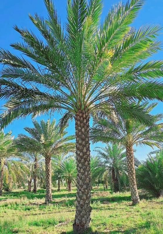 ارسال پالم ارسال نخل پروژه ای|خدمات باغبانی و درختکاری|یزد, |دیوار