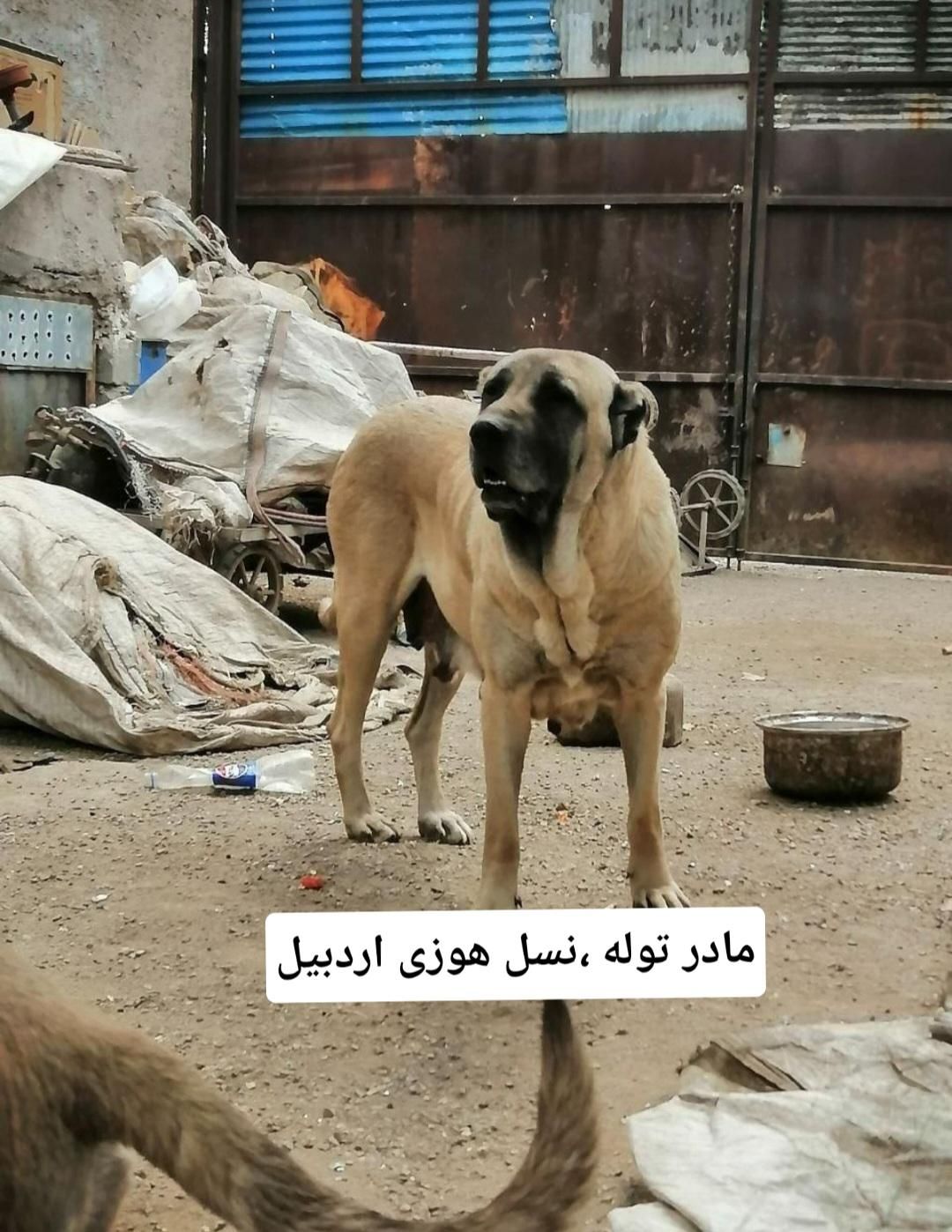 سرابی اصیل آینده دار|سگ|تهران, سعادت‌آباد|دیوار