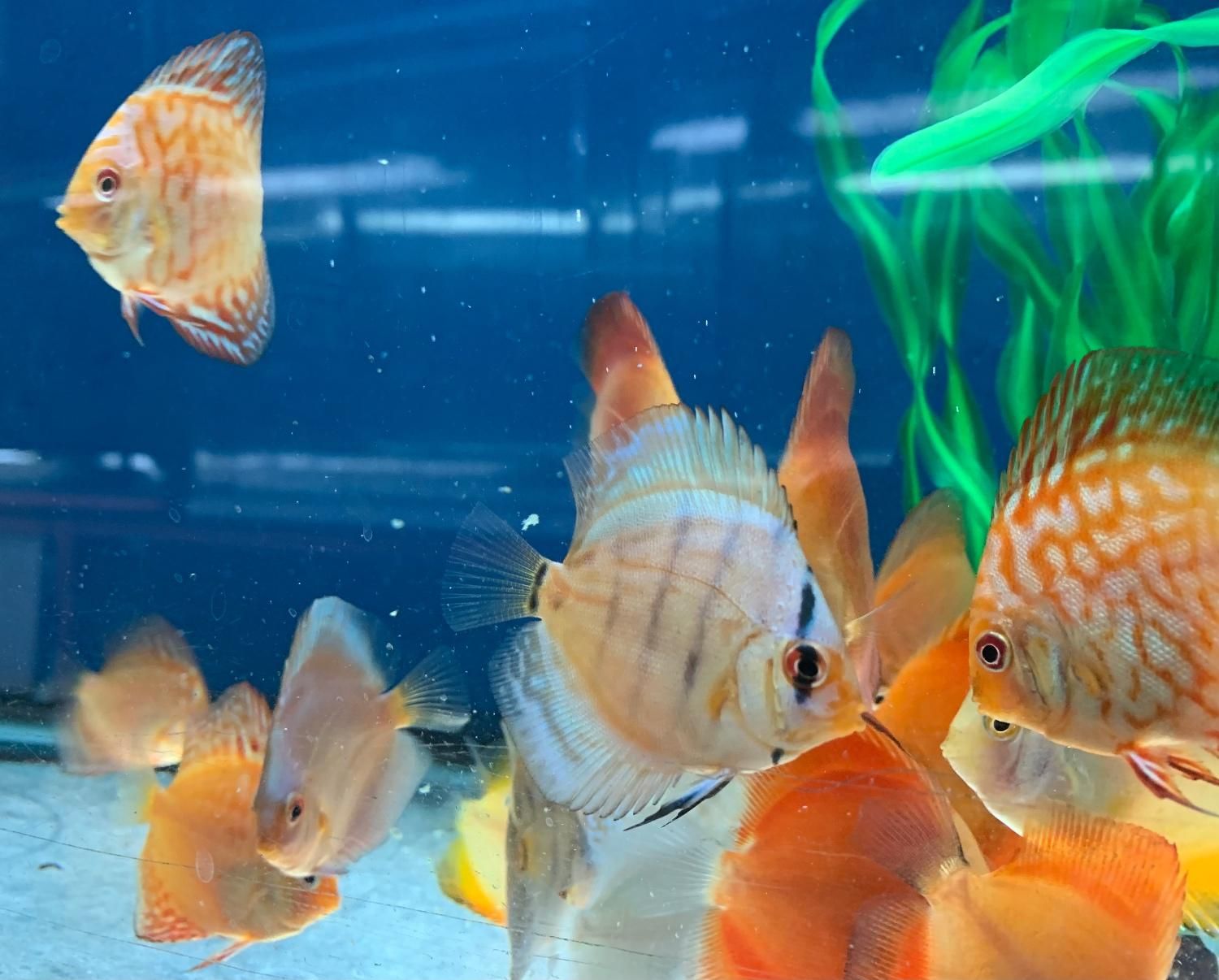 فروش انواع نژاد دیسکس 20% off|ماهی|مشهد, شهرک رازی (شهرک غرب)|دیوار