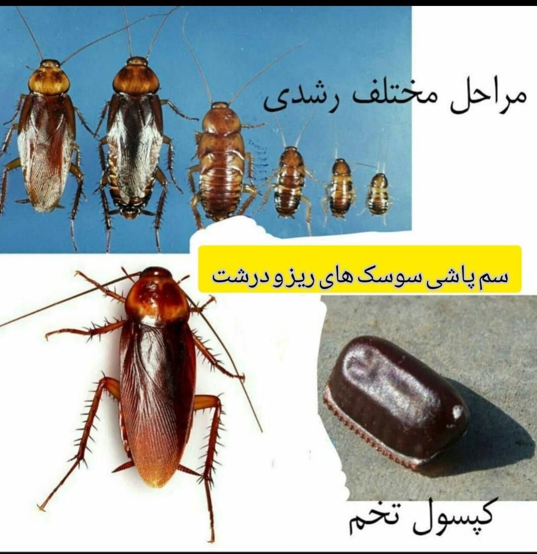 سمپاشی ساس سوسک تمام حشرات 100درصدتضمینی تمام نقاط|خدمات نظافت|مشهد, پورسینا|دیوار