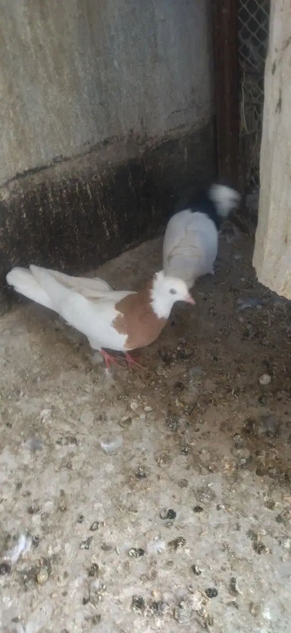 کفتر طوقی|پرنده|مشهد, امامیه (شهرک غرب)|دیوار