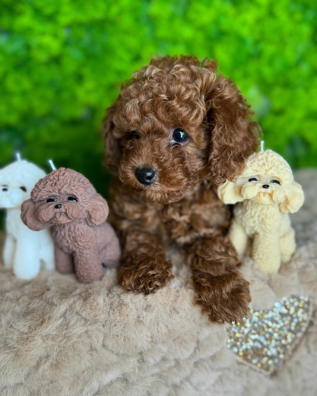 توله های جذاب پودل|سگ|تهران, درکه|دیوار