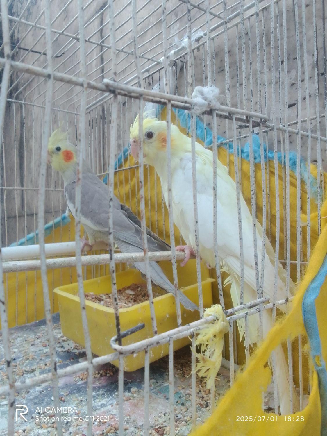 طوطی عروس|پرنده|رشت, بازار|دیوار
