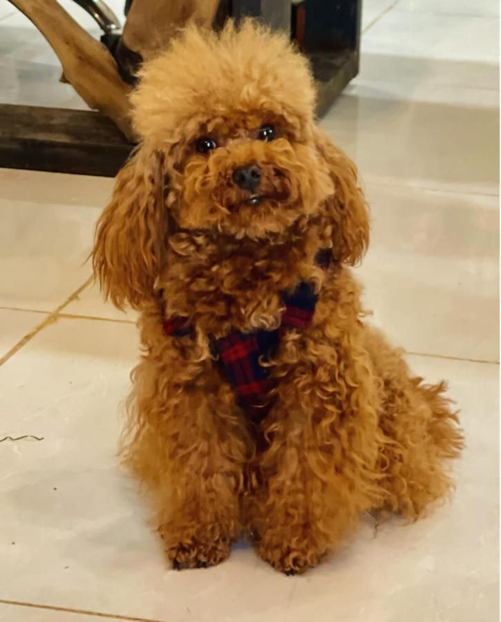 توی پودل یا پودل عروسکی جهت خرید و جفت|سگ|شیراز, آزادگان|دیوار