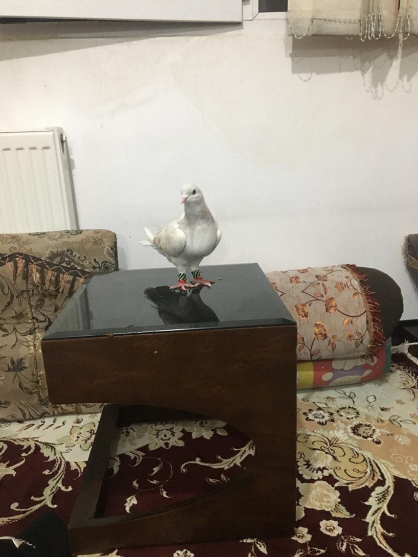 کفتری شهری سوسنی نر خوب|پرنده|شیراز, ده پیاله|دیوار