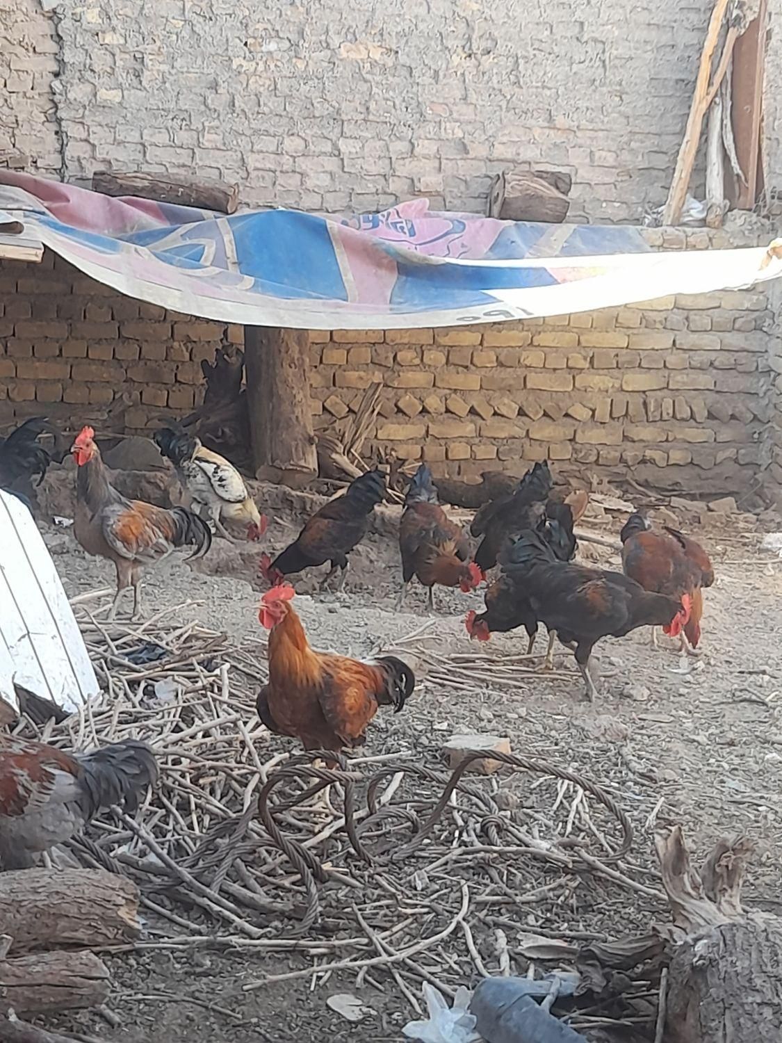 تعدادی خروس.تکی و کلی هم داده میشود|حیوانات مزرعه|تربت‌حیدریه, بالا ولایت|دیوار