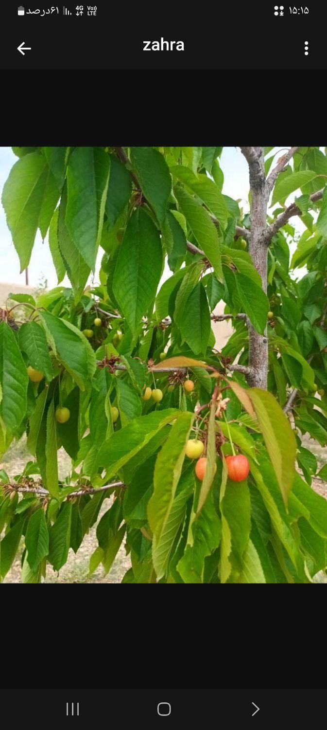 باغ چهار دیواری ،در دماوند، وادان|فروش خانه و ویلا|آبسرد, |دیوار