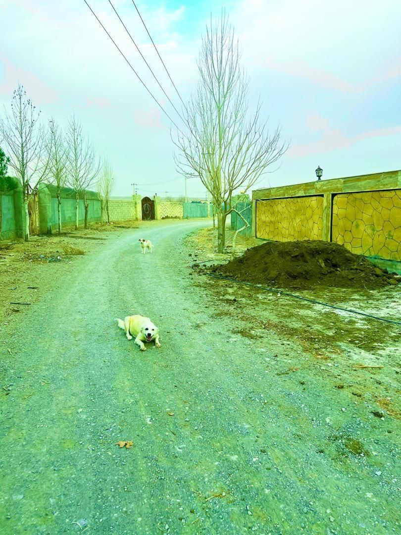 زمین های سند دار شاهنامه گوارشک حسن آباد نقدقسط|فروش زمین و ملک کلنگی|مشهد, جاهد شهر|دیوار