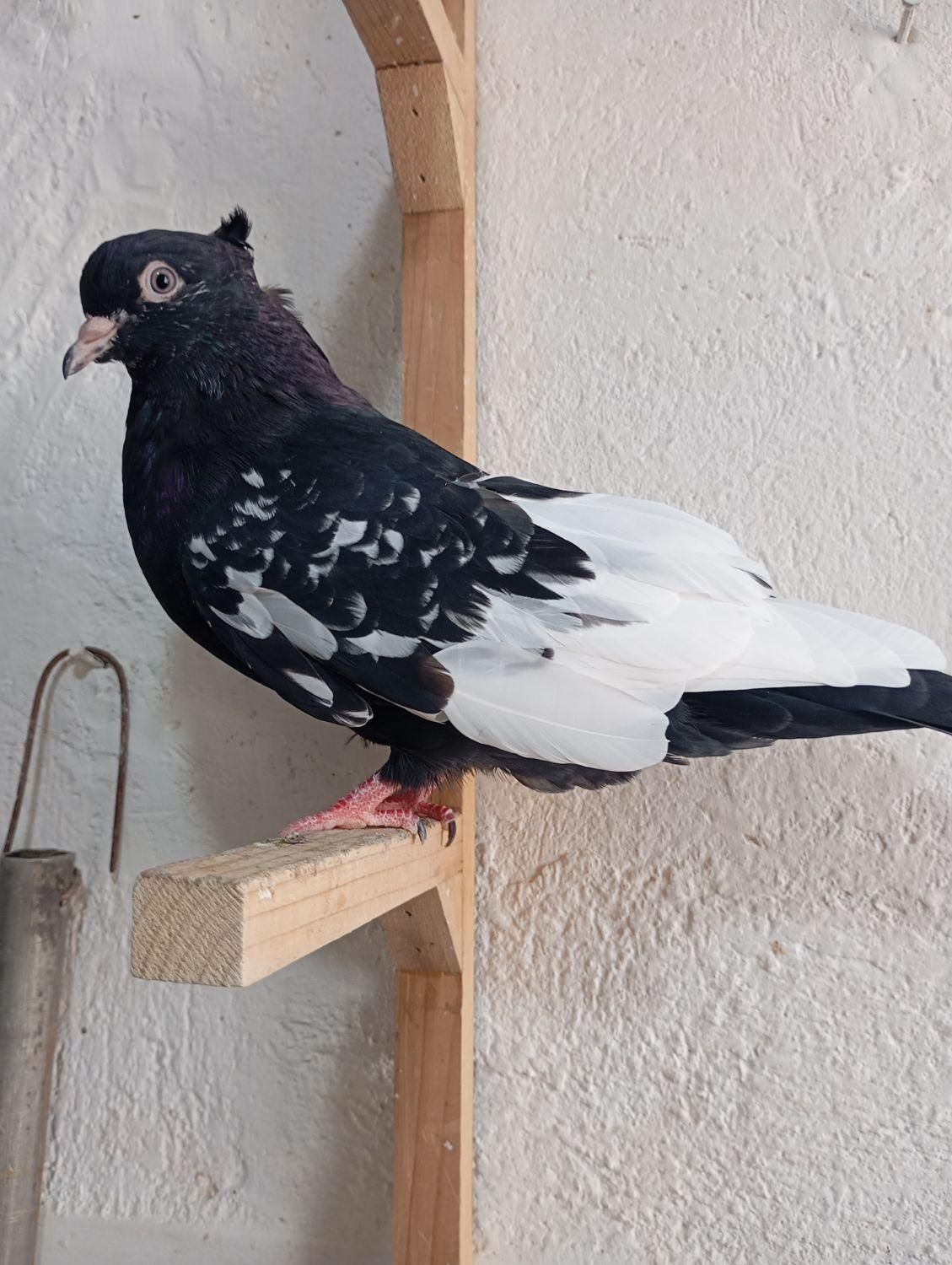 ۷سینه سیاه از سه پره تا سربند اومده +سینه تافته ای|پرنده|مرودشت, ابوذر شمالی‎|دیوار