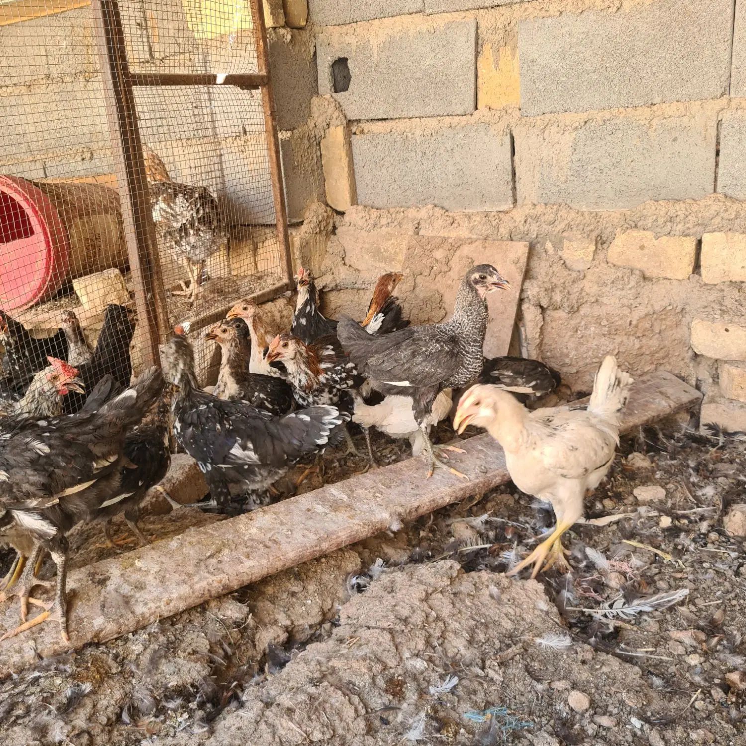 مرغ خوروس گلین|حیوانات مزرعه|اصفهان, گورت|دیوار