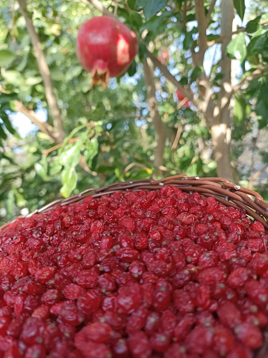 زرشک پفکی لوکس مستقیم از کشاورز خرید کنین|خوردنی و آشامیدنی|تهران, آبشار تهران (دریاچه)|دیوار