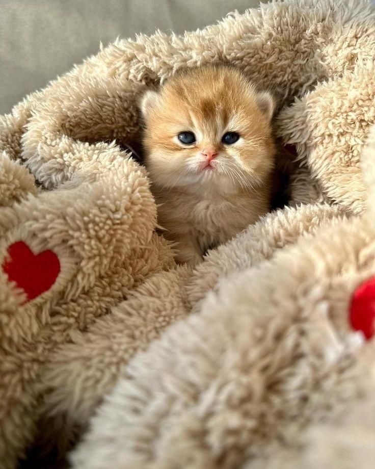 شهر گربه های کوچولو ناز (پرشین بریتیش اسکاتیش)|گربه|اصفهان, جلفا|دیوار