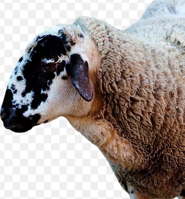 یک عدد گوسفند گمشده|حیوانات|یزد, |دیوار