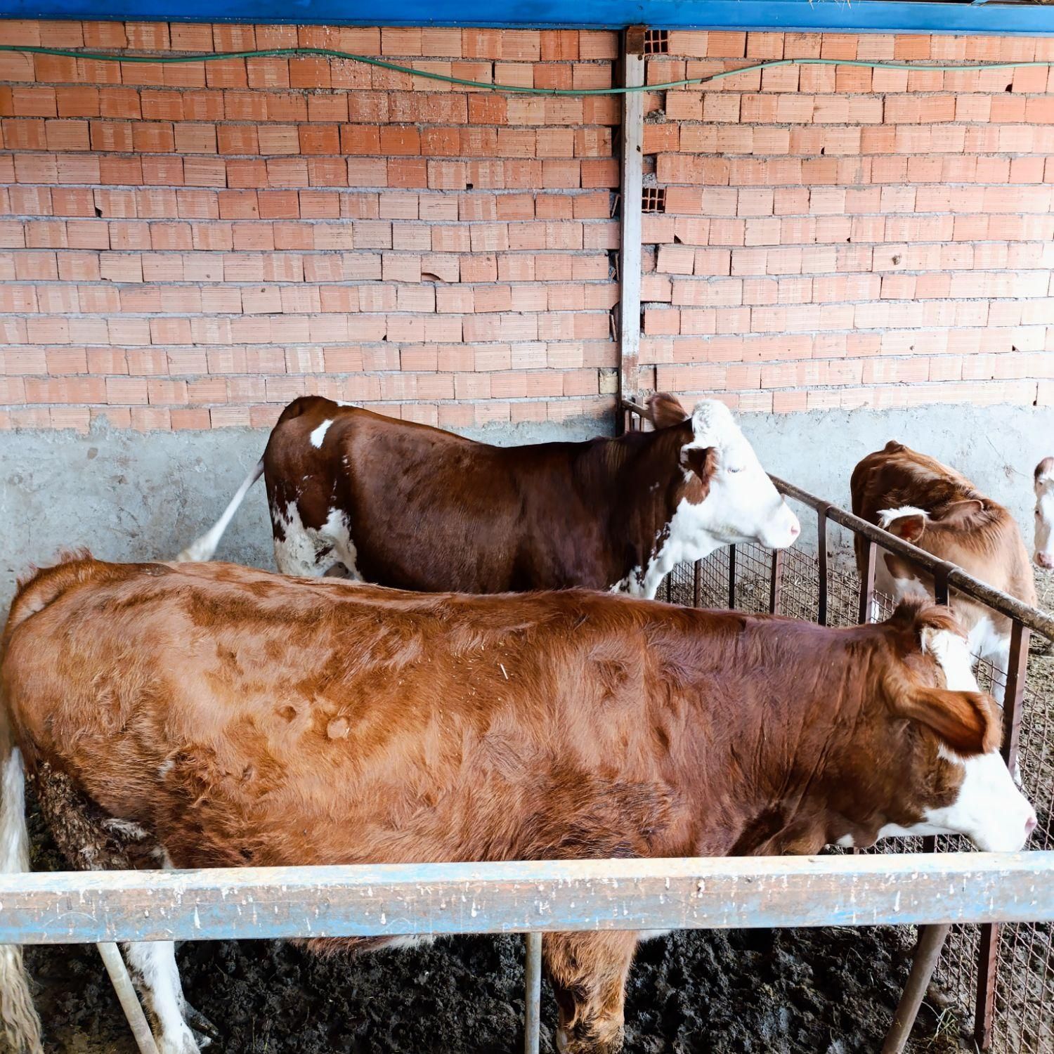 گاومیش خرید تمامی حیوانات ،ادرس مایان|حیوانات مزرعه|تبریز, |دیوار