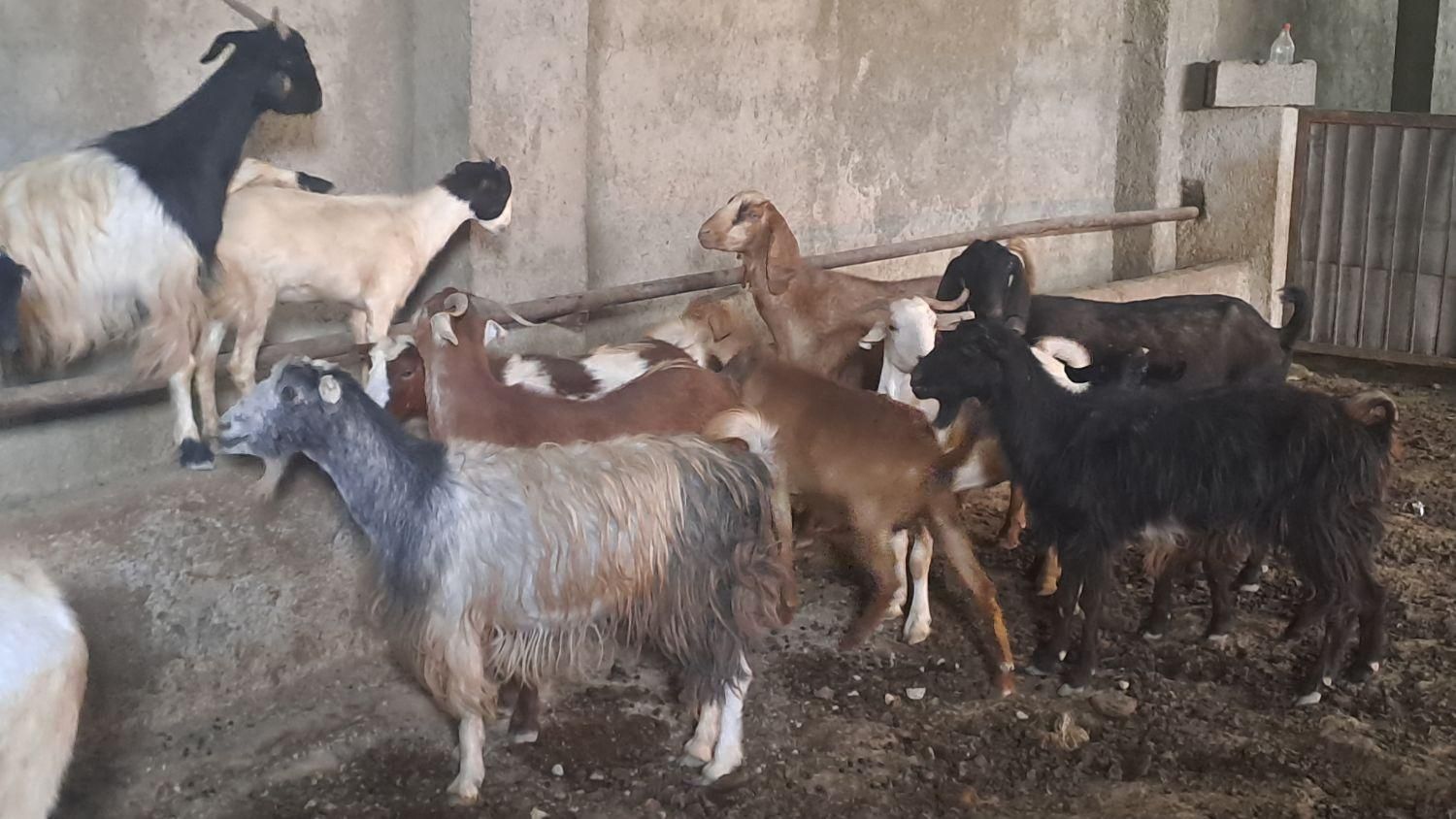 ۷راس بزدرجه یک جوان|حیوانات مزرعه|تنکمان, |دیوار