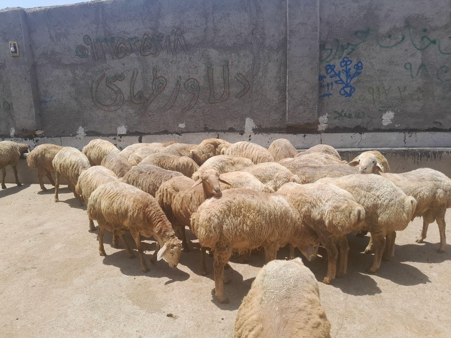 گوسفند زنده ی کوهستان (شاهین ویلا و باغستان)|حیوانات مزرعه|کرج, باغستان|دیوار