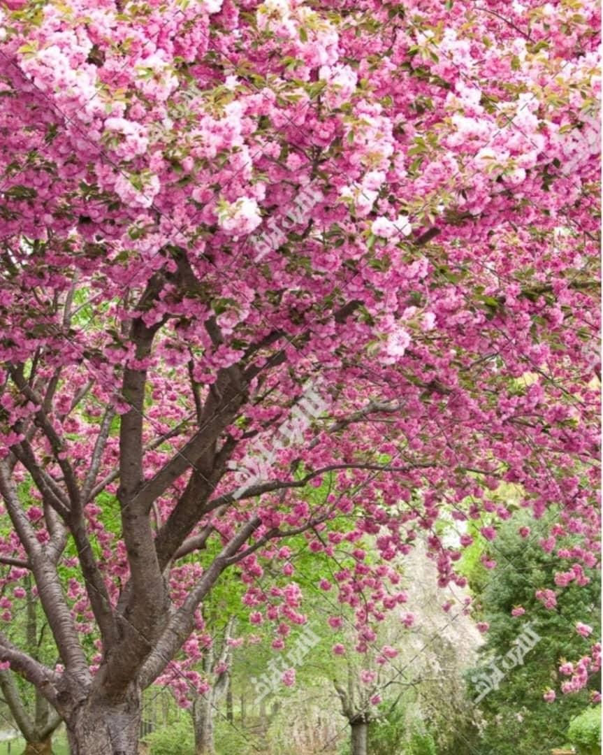 شرکت خدماتی نظافتی الماس پاک کاسپین|خدمات نظافت|بندر انزلی, آخرخط|دیوار