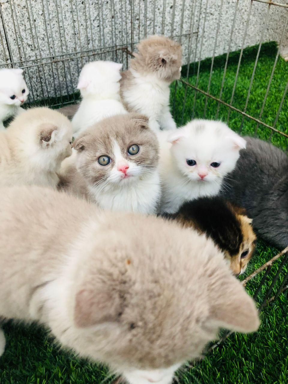تعدادی توله گربه اسکاتیش|گربه|مشهد, وکیل‌آباد|دیوار