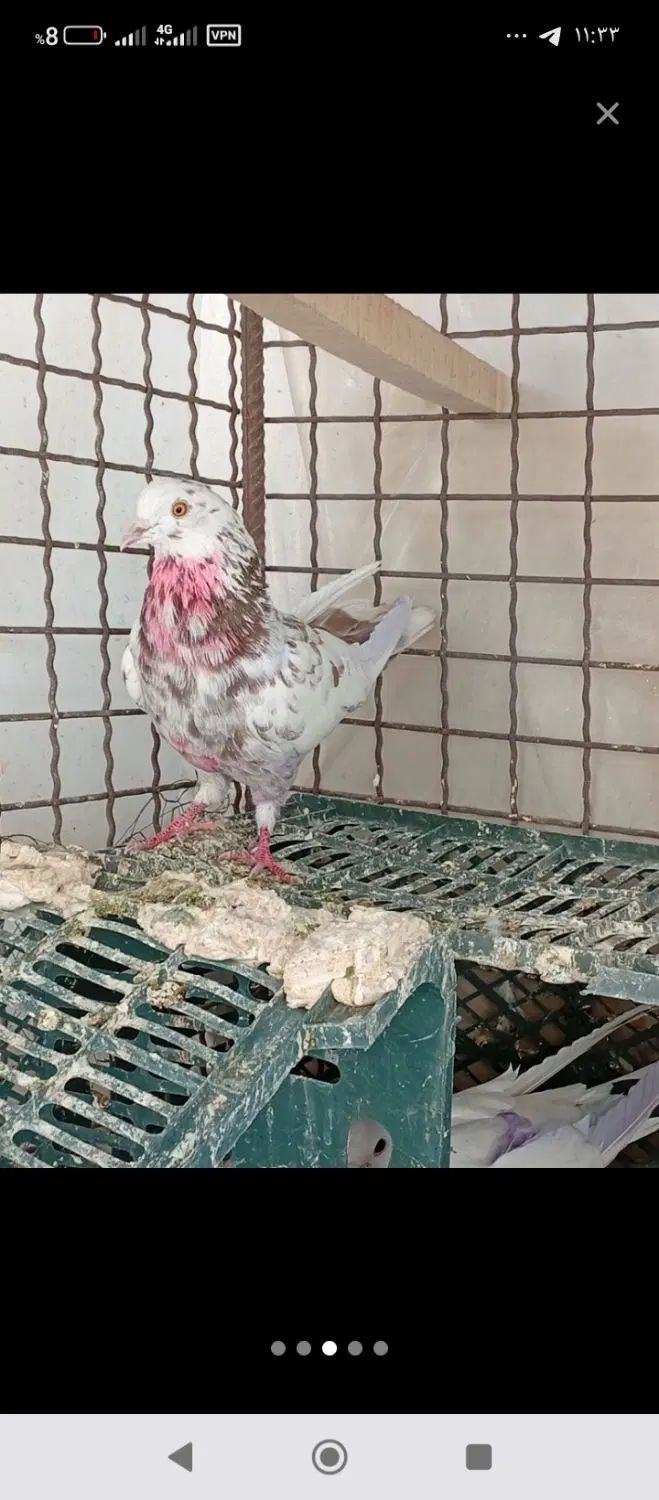 قلمکار نر بضمانت پرش،یه جوجه خوش رنگ پرشی هم دارم|پرنده|نظرآباد, رسالت|دیوار