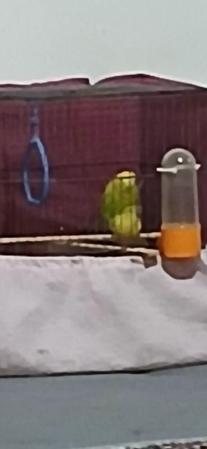 مرغ عشق مولد سالم سلامت|پرنده|بومهن, |دیوار