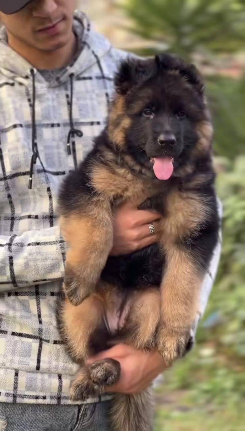 توله دو ماهه شولاین کیفیت A+ ،سگ German shepherd|سگ|تهران, ارم|دیوار