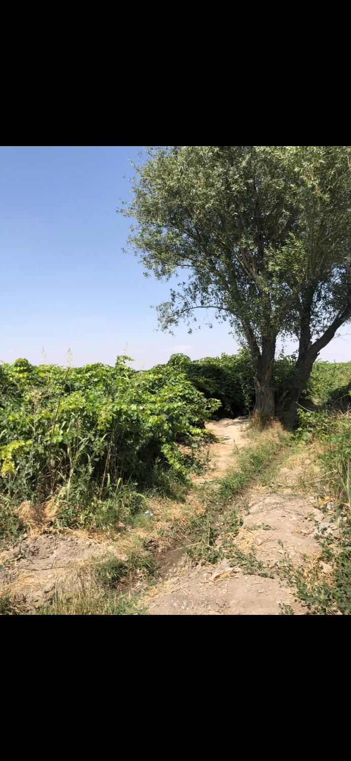 باغ با قواره های ۲۵۰۰ - ۵۰۰۰ - ۷۵۰۰ تا یک هکتار|فروش زمین و ملک کلنگی|شهریار, رامین|دیوار