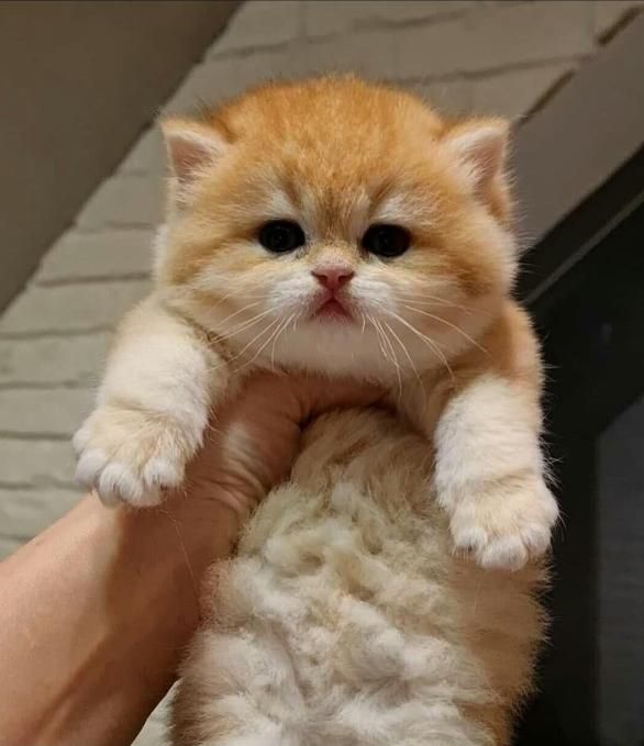 این کوچولوی ملوس در انتظار شماست/فروش گربه خانگی|گربه|اهواز, کیانپارس |دیوار