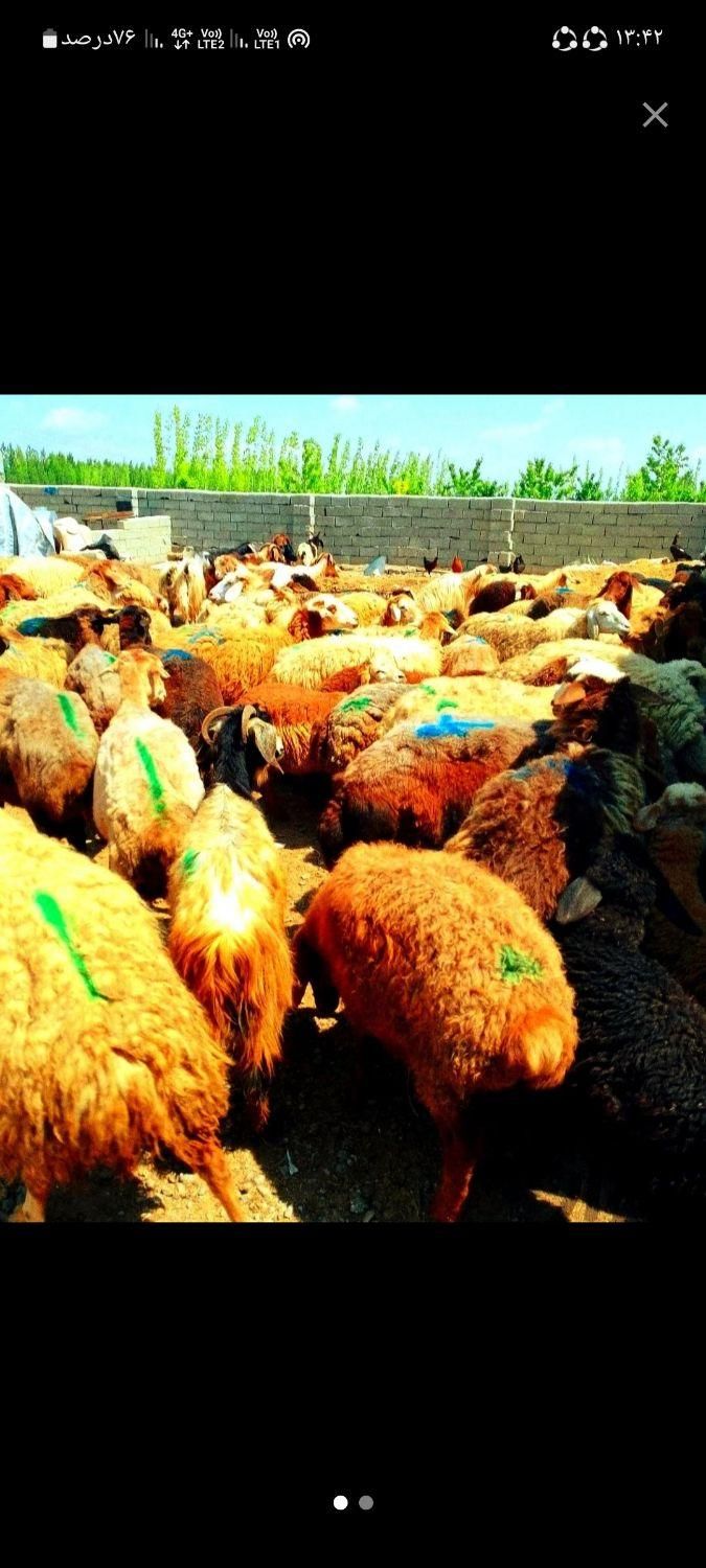 گوسفند با شرایط وویژه چکی و اقساط××زنده|حیوانات مزرعه|مشهد, کشاورز|دیوار