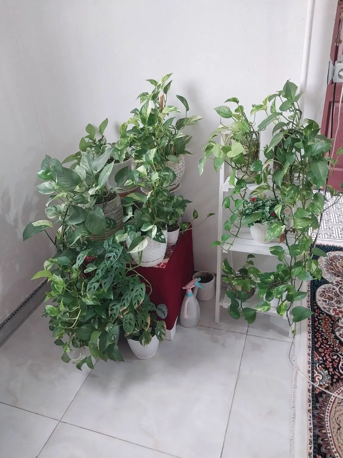 گل پتوس|گل و گیاه طبیعی|رشت, پل تالشان|دیوار