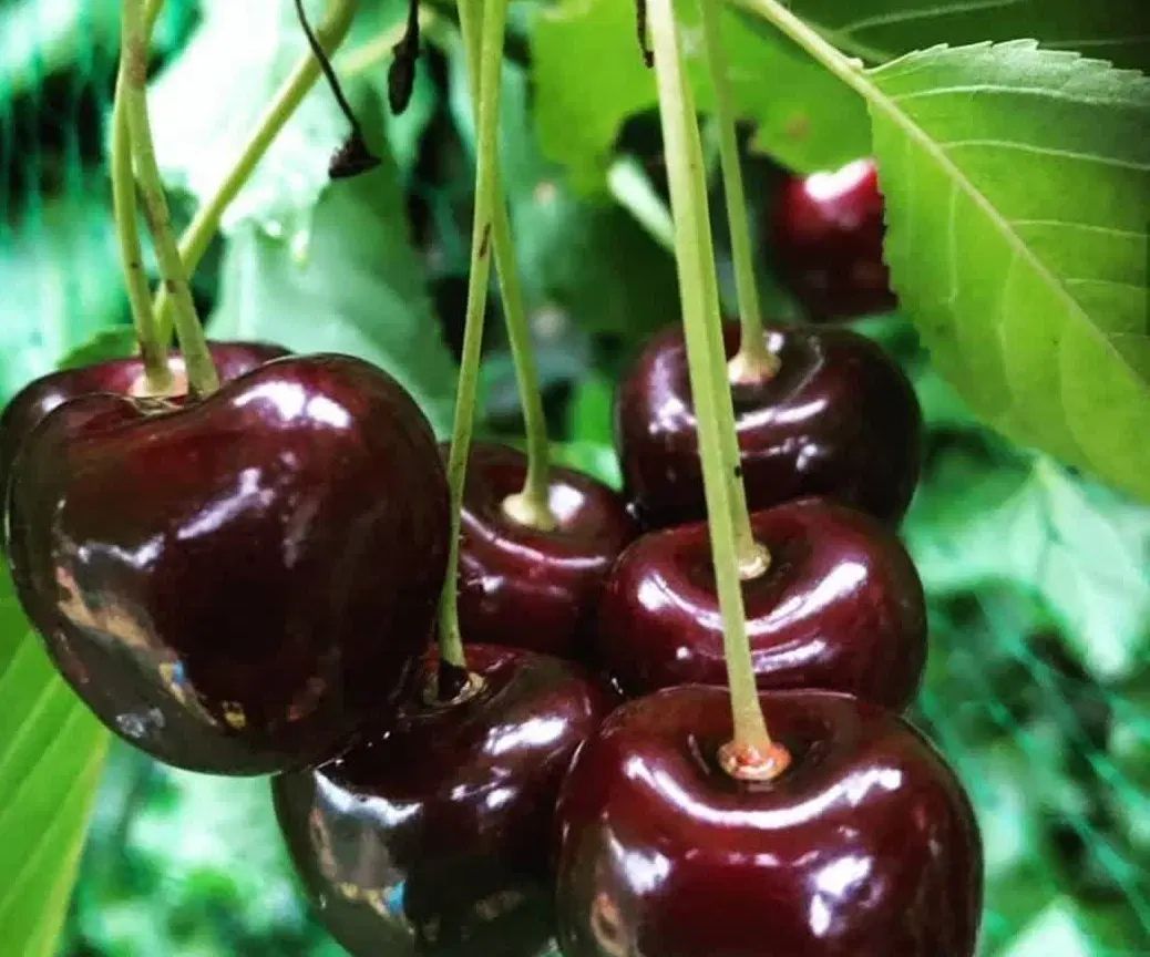 پیشفروش نهال گیلاس مرتون بیگارو با شرایط چک|خدمات باغبانی و درختکاری|زهان, |دیوار
